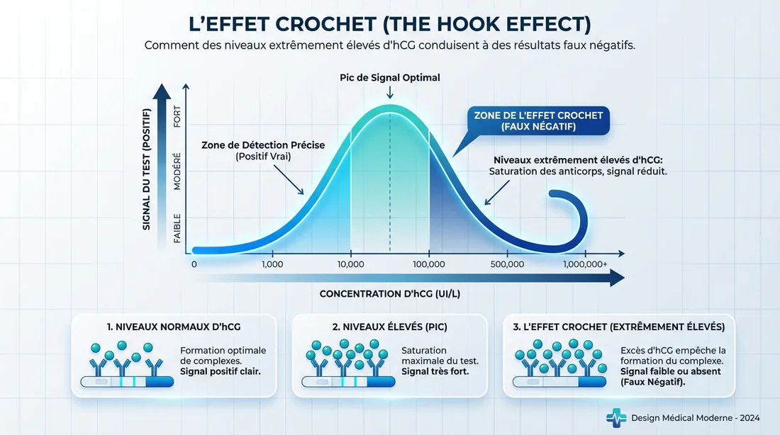 Courbe de saturation HCG : l'effet crochet Infographie expliquant l'effet crochet et la saturation des tests HCG.